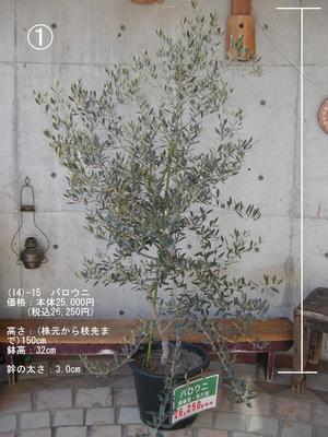 鉢植えオリーブ「バロウニ」 販売 新築・開店祝いにも最適